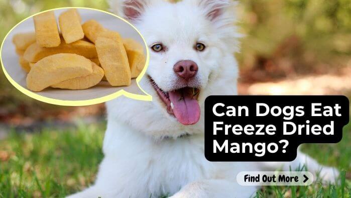 Can Dogs Eat Freeze Dried Mango