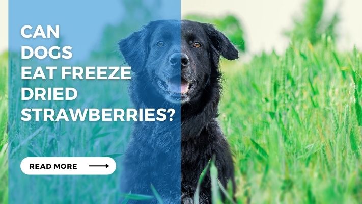 Can Dogs Eat Freeze Dried Strawberries