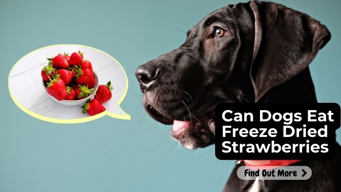 Can Dogs Eat Freeze Dried Strawberries