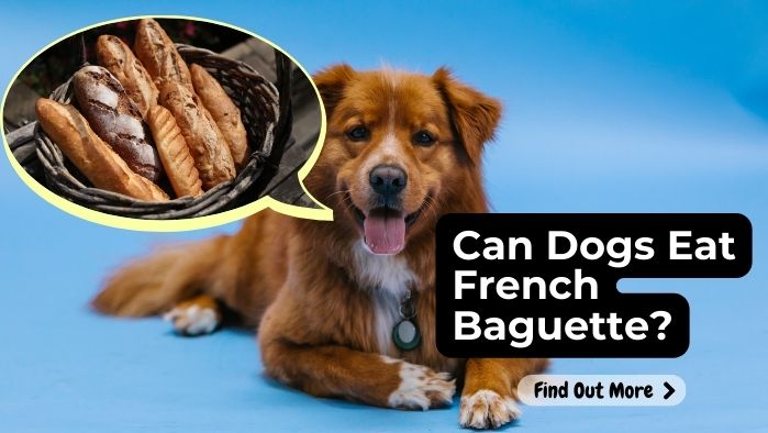 Can Dogs Eat French Baguette