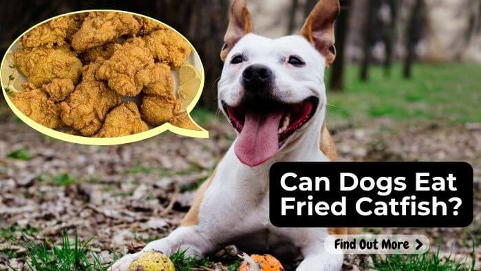 Can Dogs Eat Fried Catfish