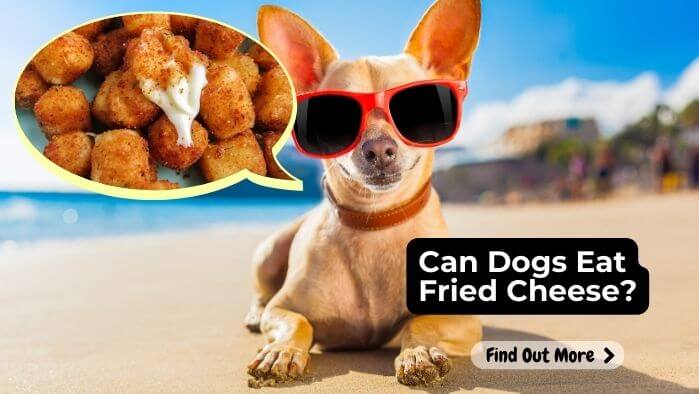 Can Dogs Eat Fried Cheese