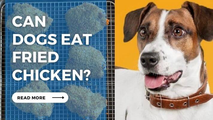 Can Dogs Eat Fried Chicken