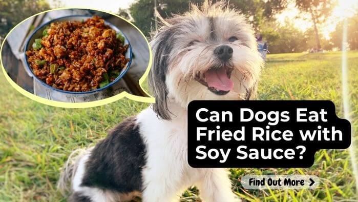 Can Dogs Eat Fried Rice with Soy Sauce