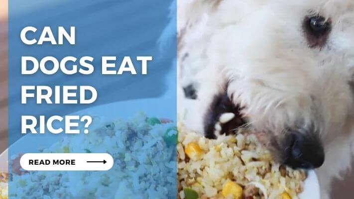 Can Dogs Eat Fried Rice