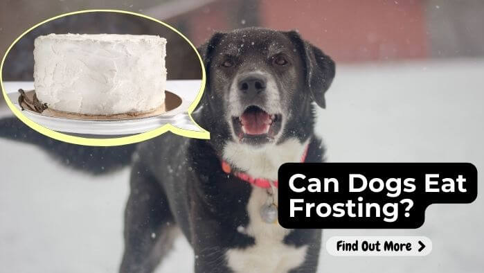 Can Dogs Eat Frosting