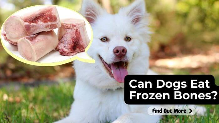 Can Dogs Eat Frozen Bones