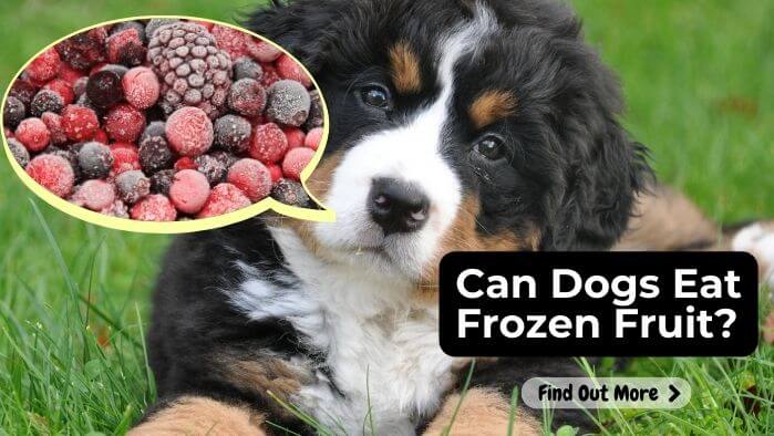 Can Dogs Eat Frozen Fruit