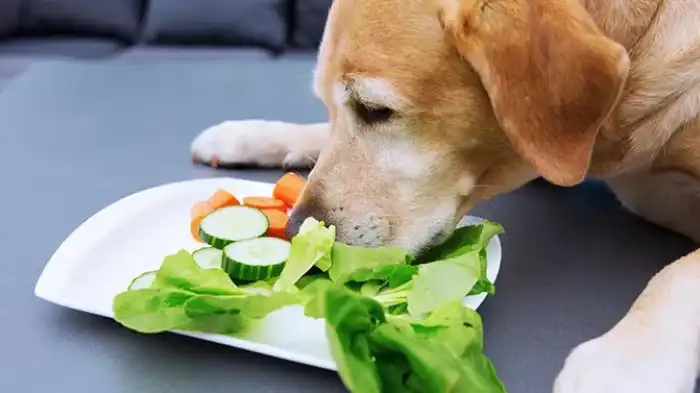 Can Dogs Eat Frozen Vegetables