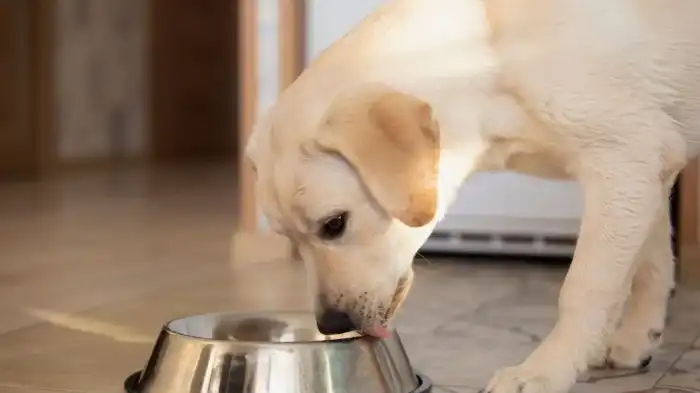 Potential Risks of Feeding Fruity Pebbles to Dogs