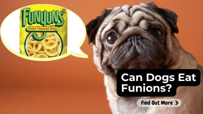 Can Dogs Eat Funions