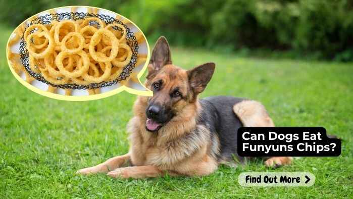 Can Dogs Eat Funyuns Chips