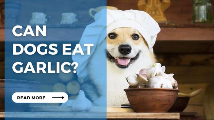 Can Dogs Eat Garlic