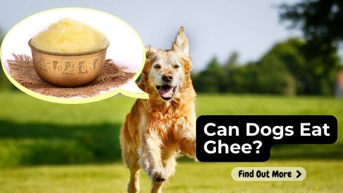 Can Dogs Eat Ghee