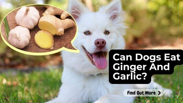 Can Dogs Eat Ginger And Garlic