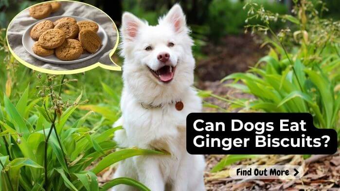 Can Dogs Eat Ginger Biscuits