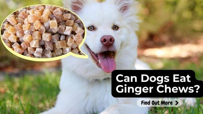 Can Dogs Eat Ginger Chews