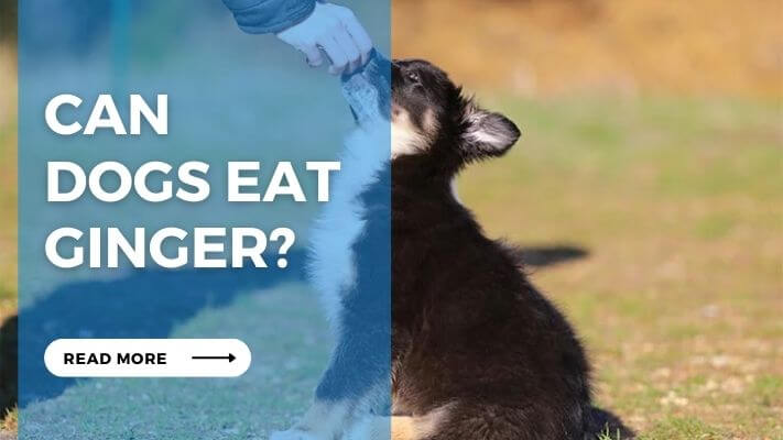 Can Dogs Eat Ginger