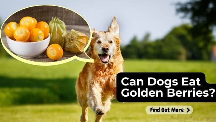 Can Dogs Eat Golden Berries