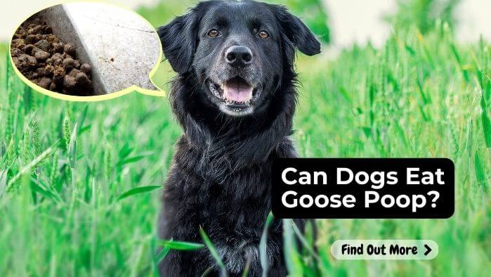 Can Dogs Eat Goose Poop