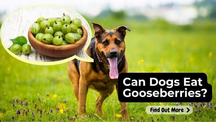 Can Dogs Eat Gooseberries