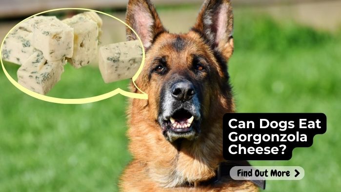 Can Dogs Eat Gorgonzola Cheese