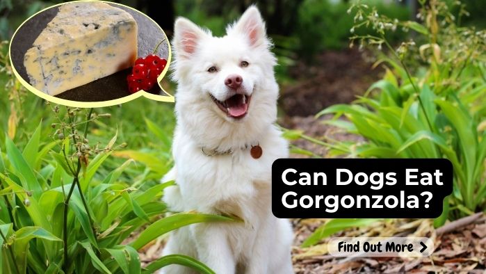 Can Dogs Eat Gorgonzola