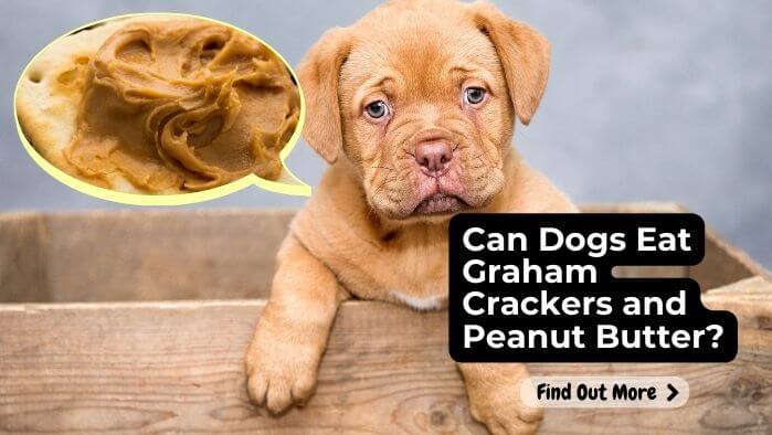 Can Dogs Eat Graham Crackers and Peanut Butter