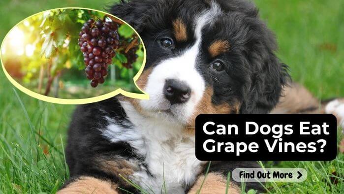 Can Dogs Eat Grape Vines