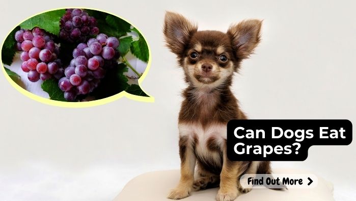 Can Dogs Eat Grapes