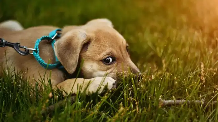 Can Dogs Eat Grass Seeds?