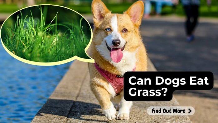 Can Dogs Eat Grass