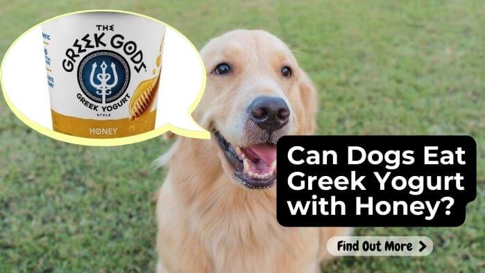 Can Dogs Eat Greek Yogurt with Honey