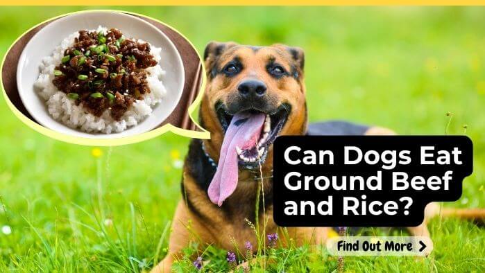 Can Dogs Eat Ground Beef and Rice