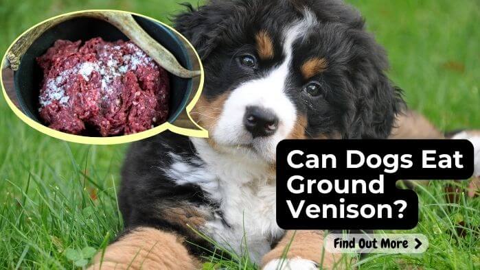 Can Dogs Eat Ground Venison