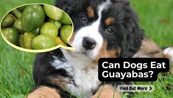 Can Dogs Eat Guayabas