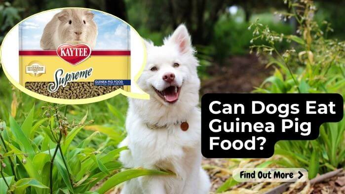 Can Dogs Eat Guinea Pig Food