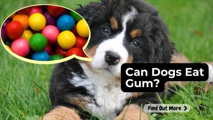 Can Dogs Eat Gum