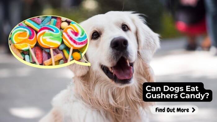 Can Dogs Eat Gushers Candy