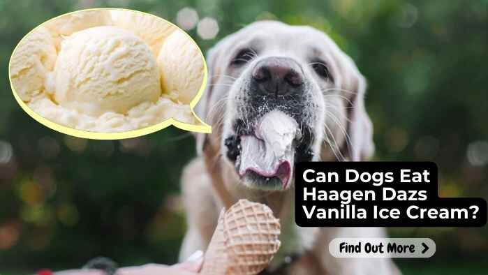 Can Dogs Eat Haagen Dazs Vanilla Ice Cream