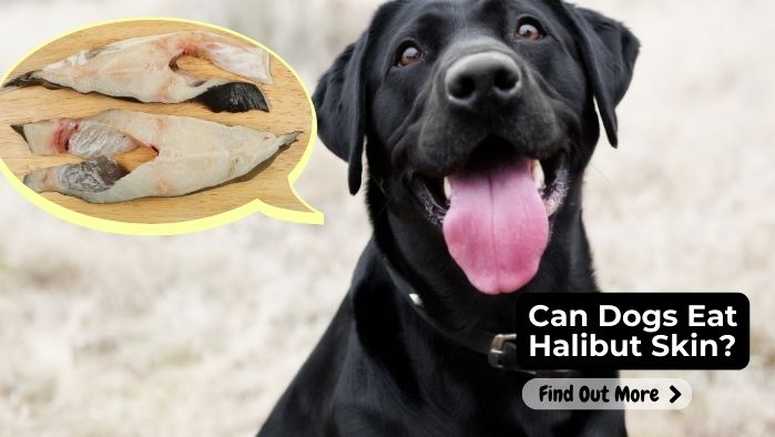 Can Dogs Eat Halibut Skin?