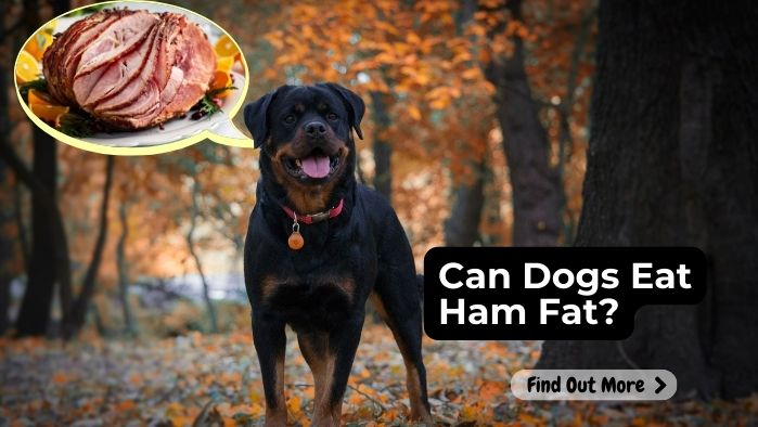 Can Dogs Eat Ham Fat