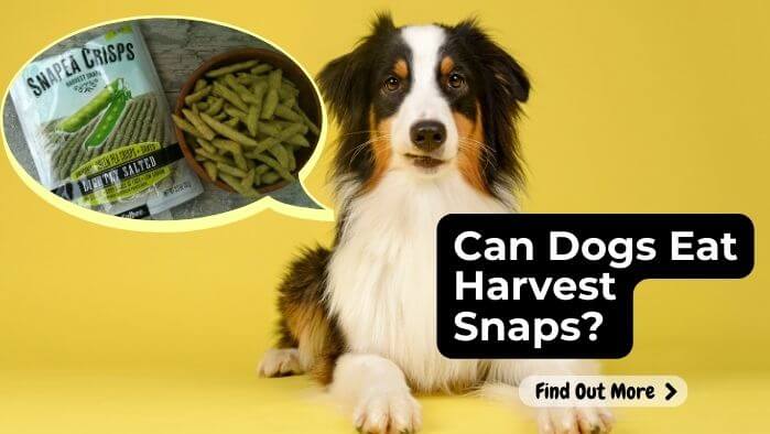 Can Dogs Eat Harvest Snaps