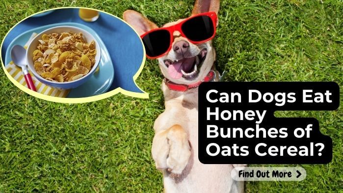 Can Dogs Eat Honey Bunches of Oats Cereal