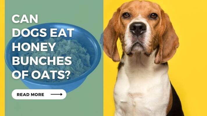 Can Dogs Eat Honey Bunches of Oats