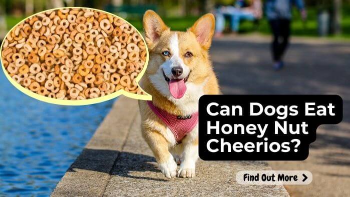 Can Dogs Eat Honey Nut Cheerios