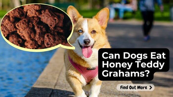 Can Dogs Eat Honey Teddy Grahams