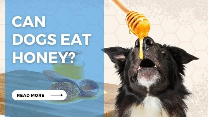 Can Dogs Eat Honey