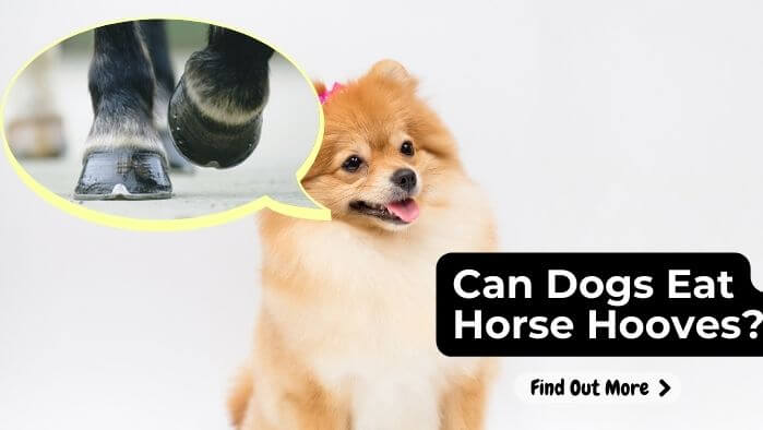 Can Dogs Eat Horse Hooves