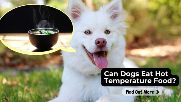 Can Dogs Eat Hot Temperature Food?